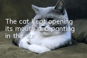 The cat kept opening its mouth and panting in the car