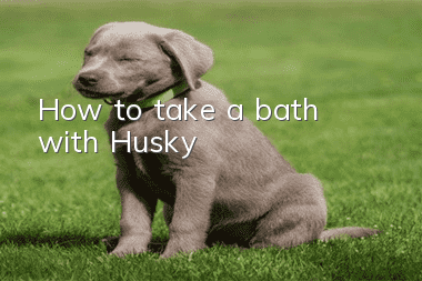 How to take a bath with Husky