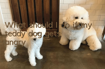 What should I do if my teddy dog ​​gets angry?
