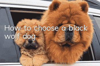How to choose a black wolf dog