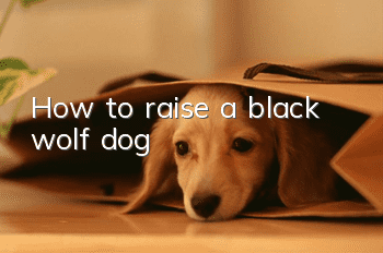 How to raise a black wolf dog