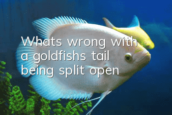 What's wrong with a goldfish's tail being split open?