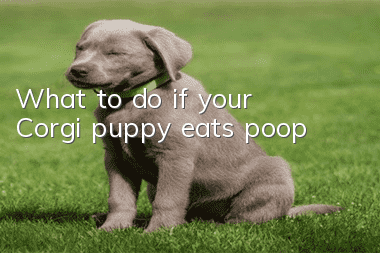 What to do if your Corgi puppy eats poop
