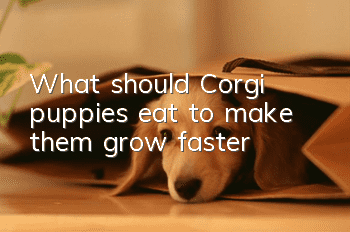 What should Corgi puppies eat to make them grow faster?