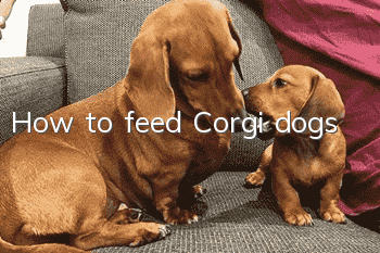 How to feed Corgi dogs