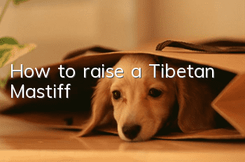 How to raise a Tibetan Mastiff