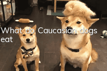 What do Caucasian dogs eat?
