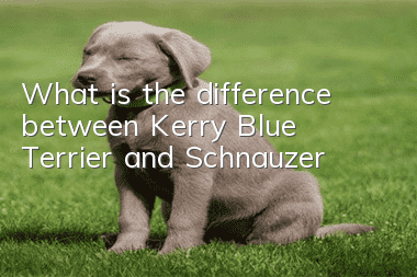 What is the difference between Kerry Blue Terrier and Schnauzer?