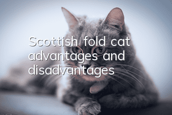 Scottish fold cat advantages and disadvantages