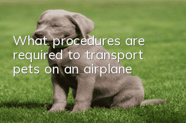 What procedures are required to transport pets on an airplane?