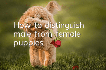 How to distinguish male from female puppies