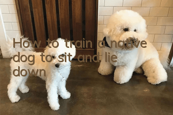 How to train a native dog to sit and lie down