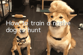 How to train a native dog to hunt