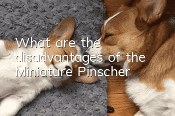 What are the disadvantages of the Miniature Pinscher?