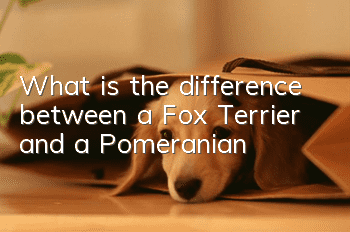 What is the difference between a Fox Terrier and a Pomeranian?