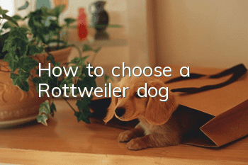 How to choose a Rottweiler dog