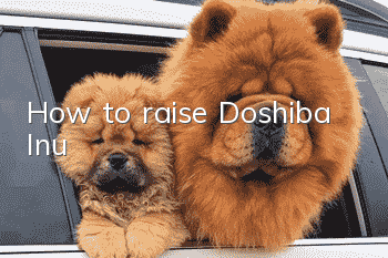 How to raise Doshiba Inu