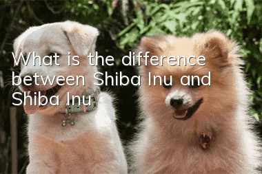 What is the difference between Shiba Inu and Shiba Inu?