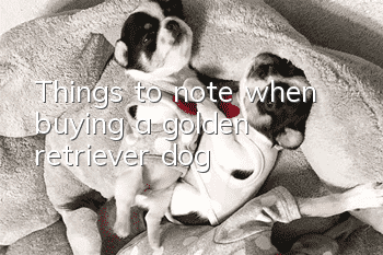 Things to note when buying a golden retriever dog
