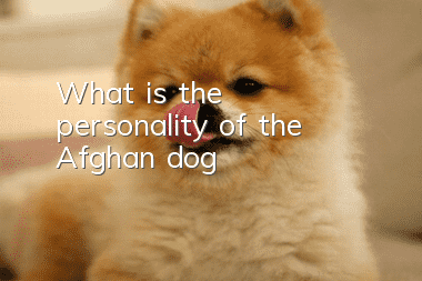 What is the personality of the Afghan dog?