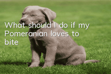 What should I do if my Pomeranian loves to bite?