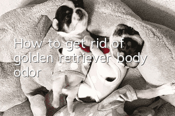 How to get rid of golden retriever body odor