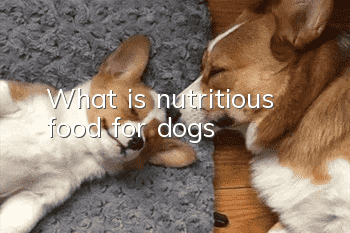 What is nutritious food for dogs?