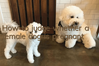 How to judge whether a female dog is pregnant