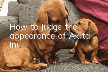 How to judge the appearance of Akita Inu