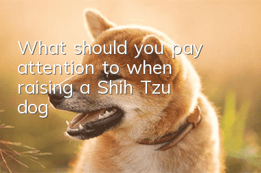 What should you pay attention to when raising a Shih Tzu dog?