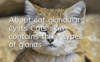 About cat glandular cysts: Cats’ skin contains three types of glands