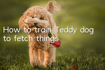 How to train Teddy dog ​​to fetch things