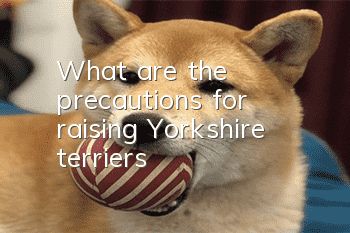 What are the precautions for raising Yorkshire terriers?