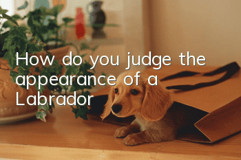 How do you judge the appearance of a Labrador?