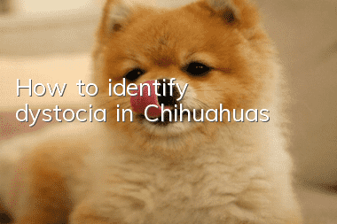 How to identify dystocia in Chihuahuas