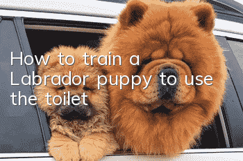 How to train a Labrador puppy to use the toilet