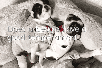 Does a beagle have a good temperament?