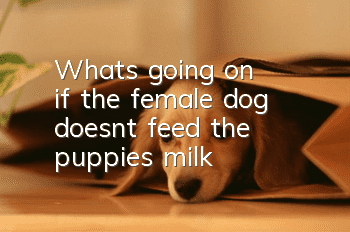 What's going on if the female dog doesn't feed the puppies milk?