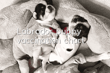 Labrador puppy vaccination chart