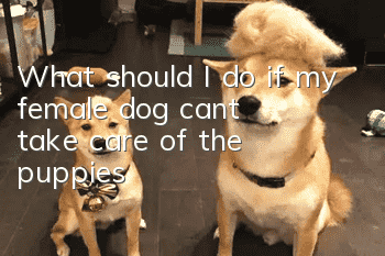 What should I do if my female dog can’t take care of the puppies?