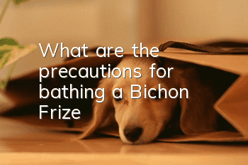 What are the precautions for bathing a Bichon Frize?