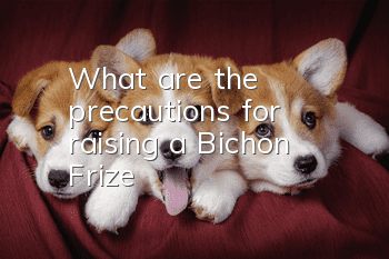 What are the precautions for raising a Bichon Frize?