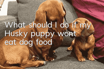 What should I do if my Husky puppy won’t eat dog food?