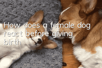 How does a female dog react before giving birth?