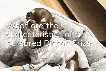 What are the characteristics of a purebred Bichon Frize?