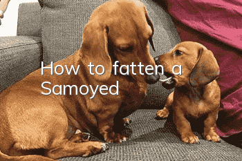 How to fatten a Samoyed