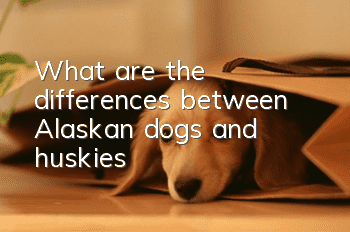 What are the differences between Alaskan dogs and huskies?