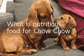 What is nutritious food for Chow Chow?