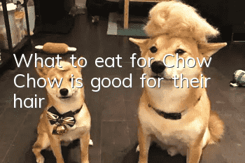 What to eat for Chow Chow is good for their hair