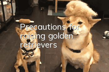 Precautions for raising golden retrievers